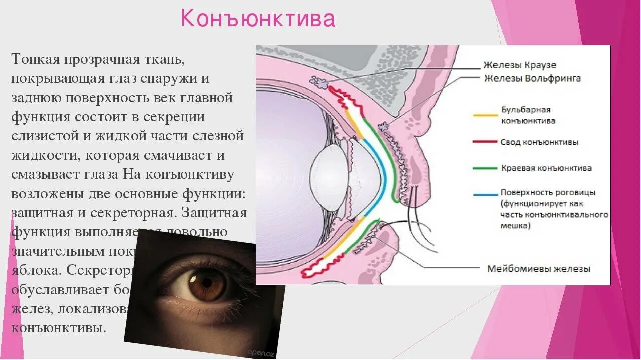 Строение глаза конъюнктива. Анатомия конъюнктивы глаза. Строение конъюнктивы глаза. Конъюнктива глаза анатомия. Конъюнктива где