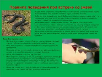 Опасна ли гадюка для человека
