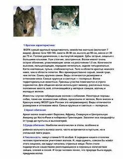 Описание волка обыкновенного