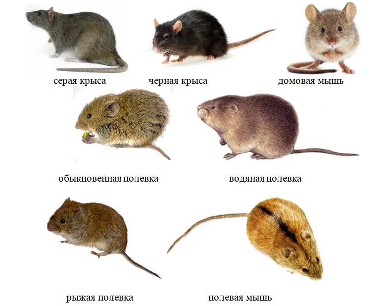 Домовая мышь млекопитающее длина. Строение мыши полевки. Разновидности грызунов. Крысы вредители. Синантропные Грызуны это.
