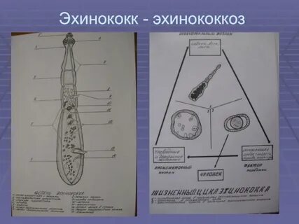 Строение эхинококка