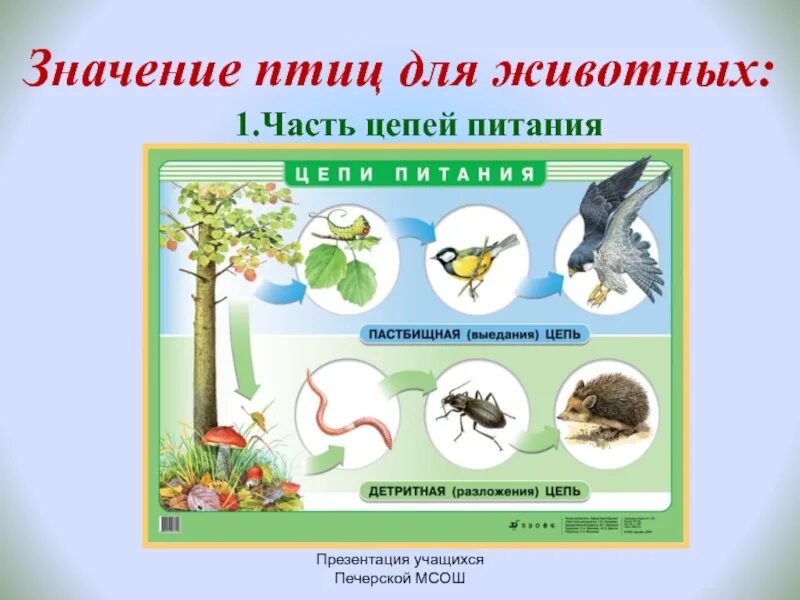 Птицы и их значение. Птицы в природе и в жизни человека. значимость птиц в природе. для чего нужны птицы в природе. польза птиц в природе.