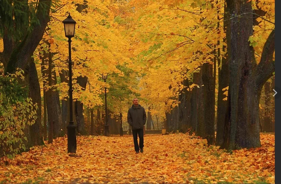 Гулять по аллее. Осенний парк. Осень в парке. Прогулка в осеннем парке. Осенняя грусть.