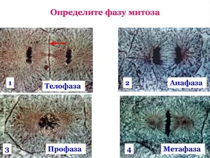 Количество фаз в митозе