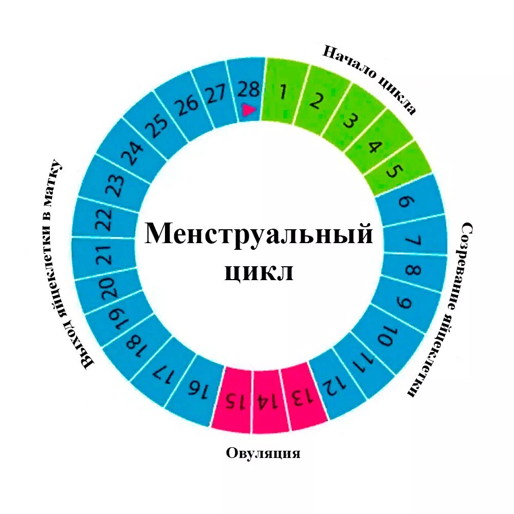 Возможно ли забеременеть во время