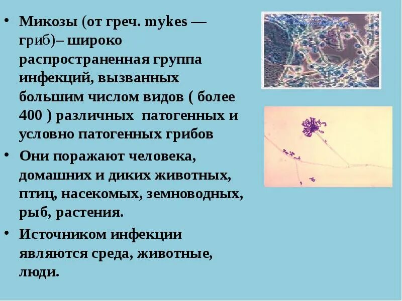 Почему некоторые грибы называют патогенными. Микозы вызванные условно патогенными грибами. заболевания вызываемые грибами микробиология. поверхностные микозы классификация.