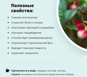 Чем полезен вишневый лист