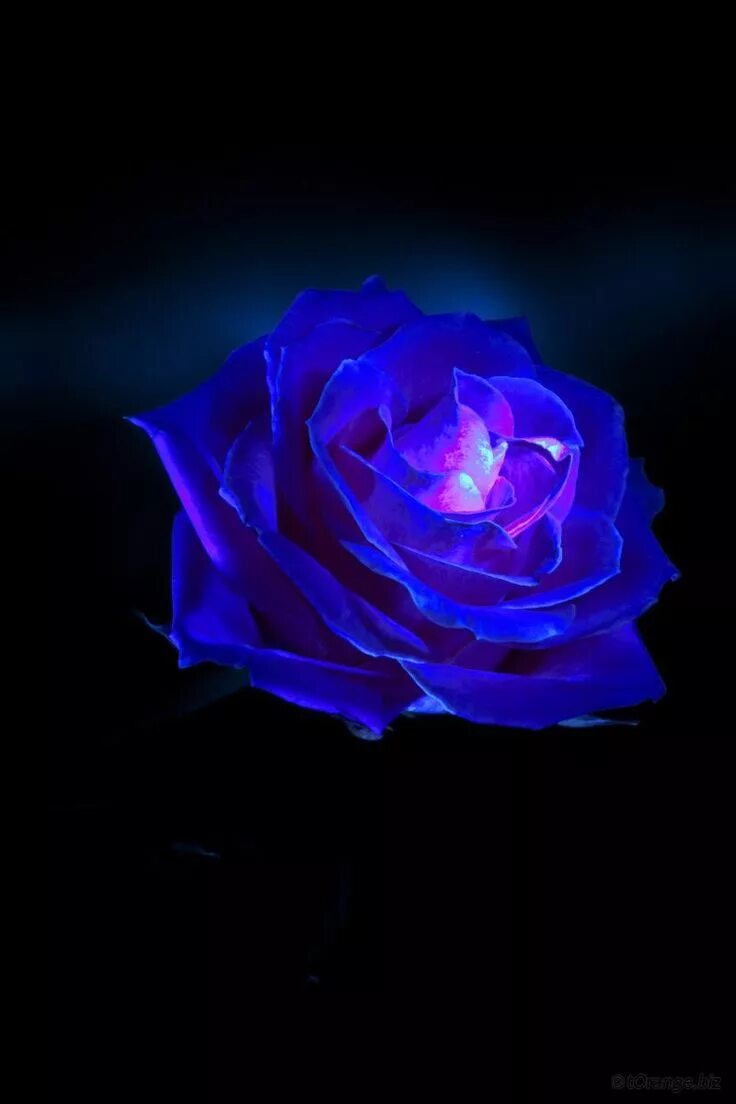 Синие розы песня. Blue rose песня. Стайлер vinca blue rose. Синие розы гифки. Frequenz группа.