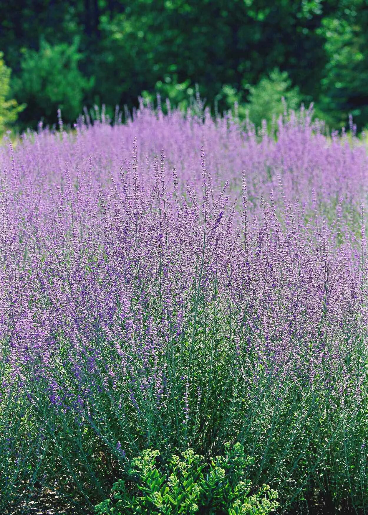 Russian plants. Перовския лебедолистная Сильвер Блю. Перовския лебедоносная. Растение перовския лебедолистная. Перовския лебедолистная (Perovskia atriplicifolia).