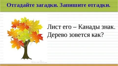 Загадка лист острый
