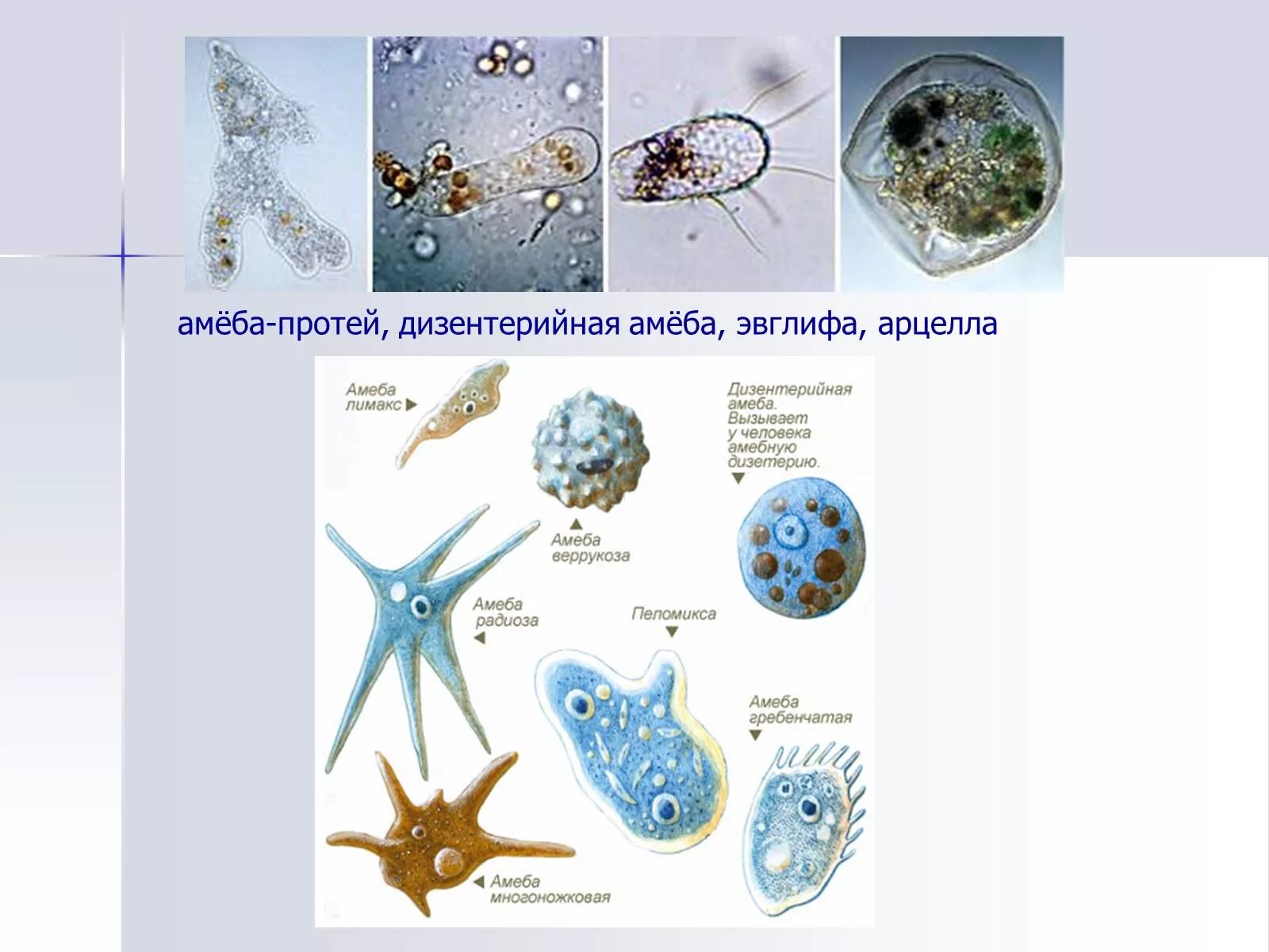 Представители группы простейших. Амеба веррукоза. Разновидности амеб. Тип простейшие представители. Амебы названия.