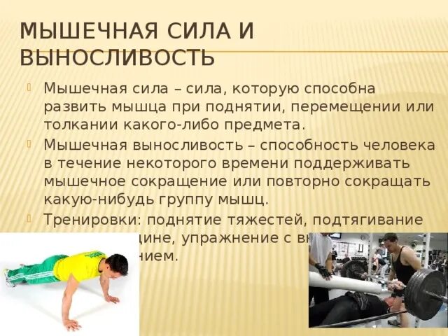 Формирование мышц
