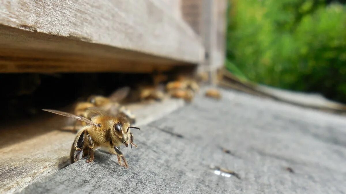 Улей для пчел. Сторожевые пчелы. Пчелы в улье. Пчелы около улья.