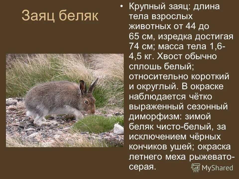 Заяц 3 класс русский язык. Где живёт заяц Беляк. Информация о зайце беляке. Сообщение о зайце. Описание зайца.