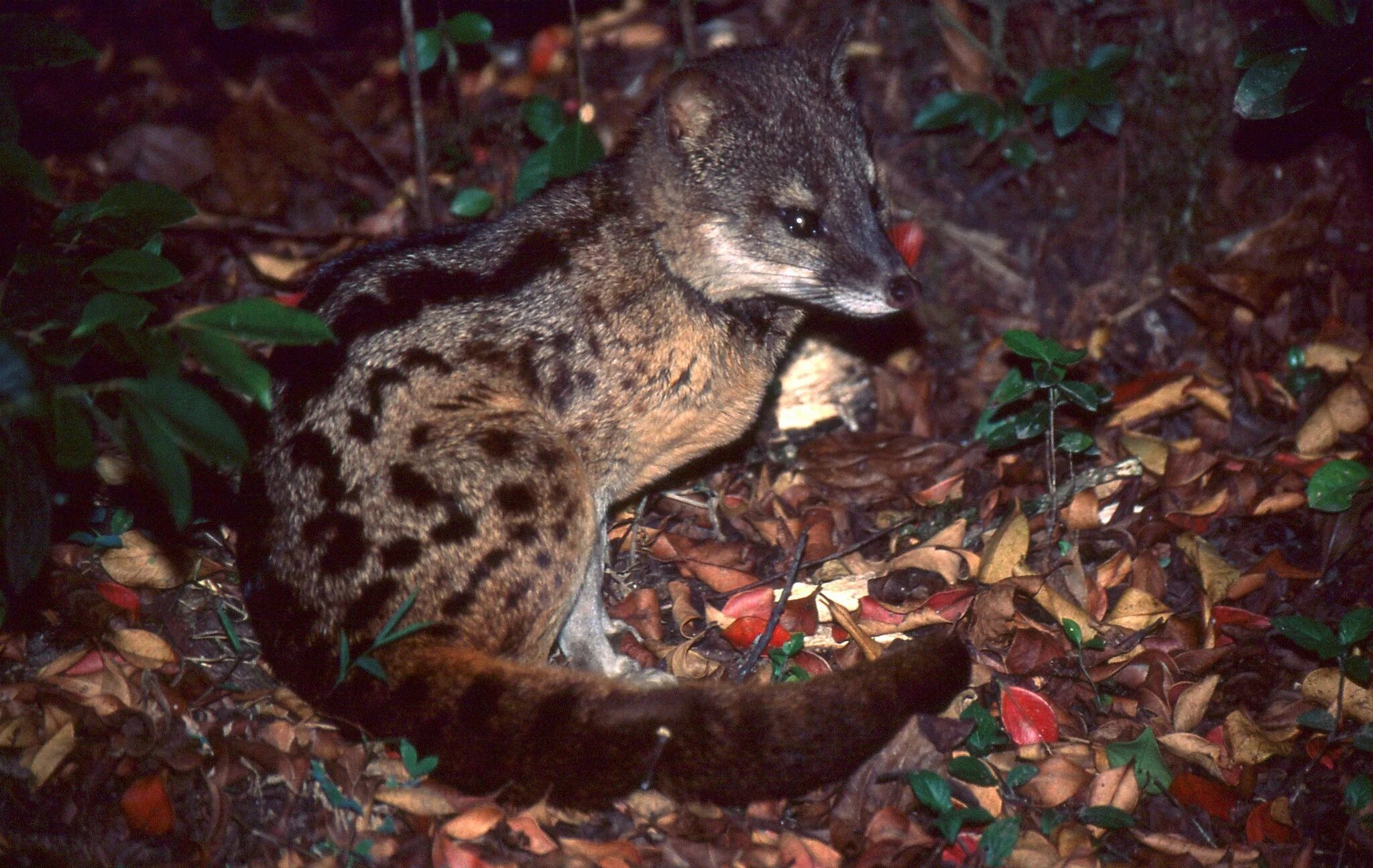 Цибетовая кошка влажных. Циветта Фосса. Фаналука (Fossa fossana). Мадагаскарские виверры. Полосатая Циветта.