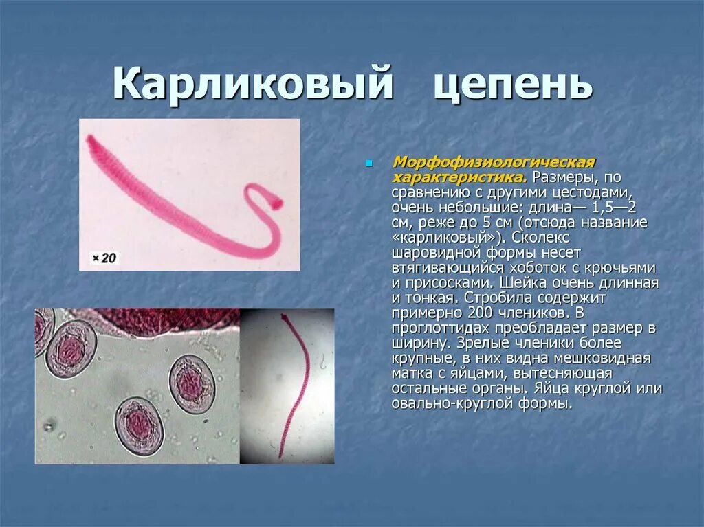 Карликовый цепень (Hymenolepis Nana). Ленточные черви карликовый цепень. Половозрелая особь карликового цепня. Hymenolepis Nana – карликовый цепень-гименолепидоз. Карликовый цепень строение