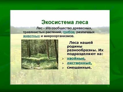К какой экосистеме относится лес