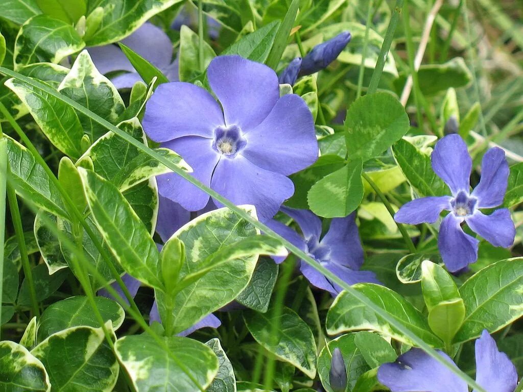 Барвинок цветок. Барвинок reticulata. Барвинок (Vinca). Барвинок желтоокаймленный.