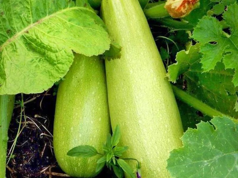 Кабачки для подмосковья лучшие сорта открытого грунта. Цукини круглые. Кабачок сорт айсберг. Кабачок сорт ролик. Кабачки семена лучшие сорта для открытого.