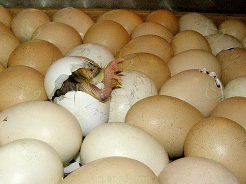 Есть ли цыпленок в яйце. Яйцо цыпленок. Цыплята вылупляются в инкубаторе. Яйца цыплята Инкубаторная. Цыпленок вылупляется из яйца.
