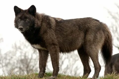 Американский вульф