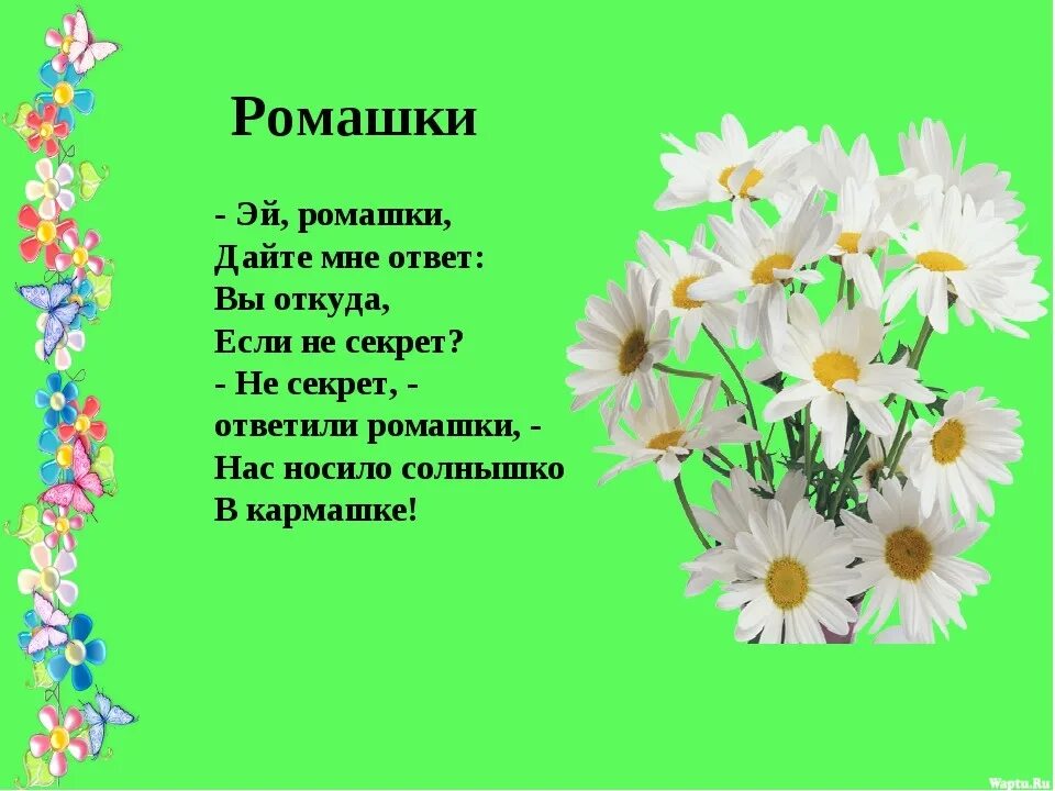 Отгадай загадку нарядные платьица желтые брошки. Стих про ромашку. Стих про ромашку для детей. Четверостишье про ромашку. Детский стих про ромашку.