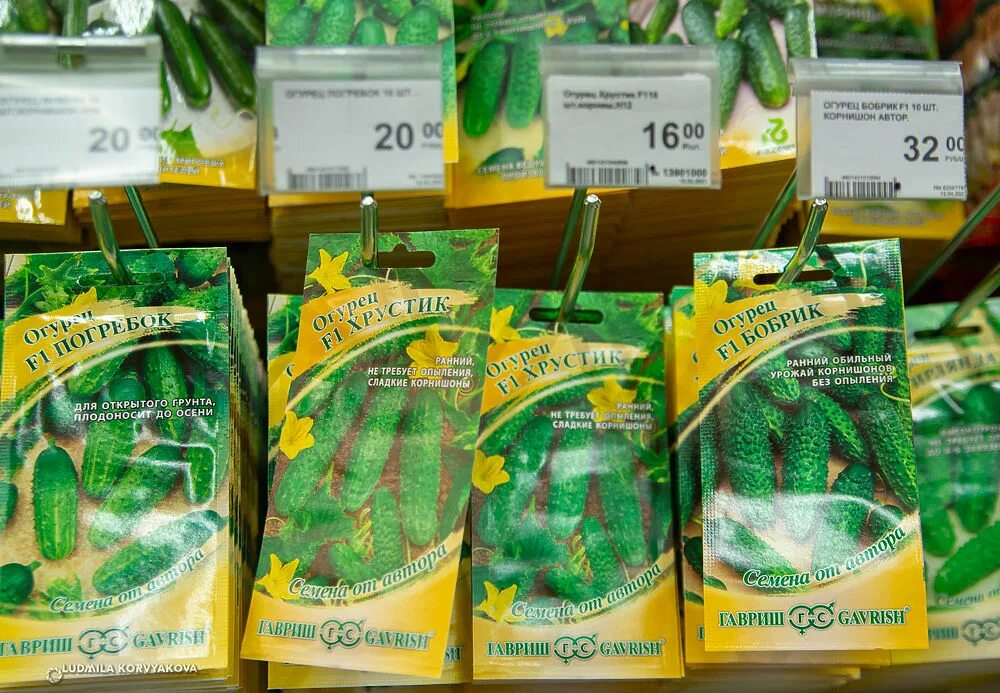 Резонанс псков ленинградское шоссе. Магазин дачник псков. Леруа мерлен семена огурцов бинго. Псков яна фабрициуса 2а на карте. Магазин дачник псков.