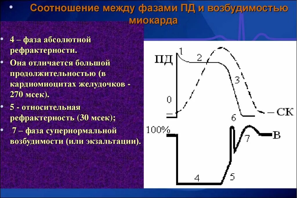 Фазы Пд типичного кардиомиоцита. Потенциал действия проводящей системы сердца фазы. Фазы рефрактерности сердца физиология. Фазы потенциала действия кардиомиоцита.