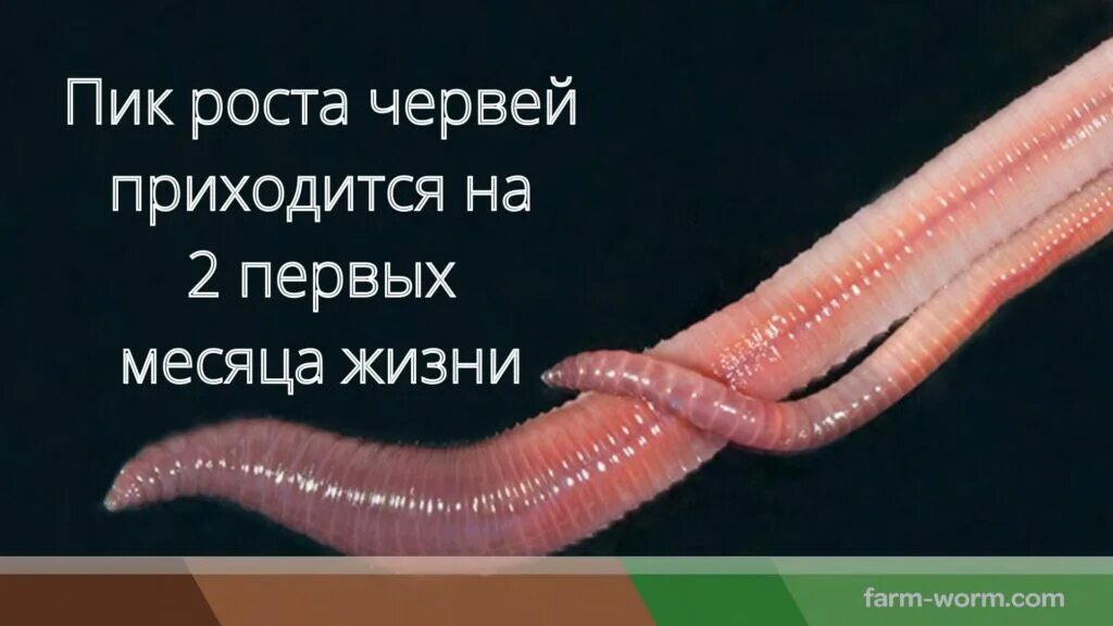 Дождевой червь тип круглые черви