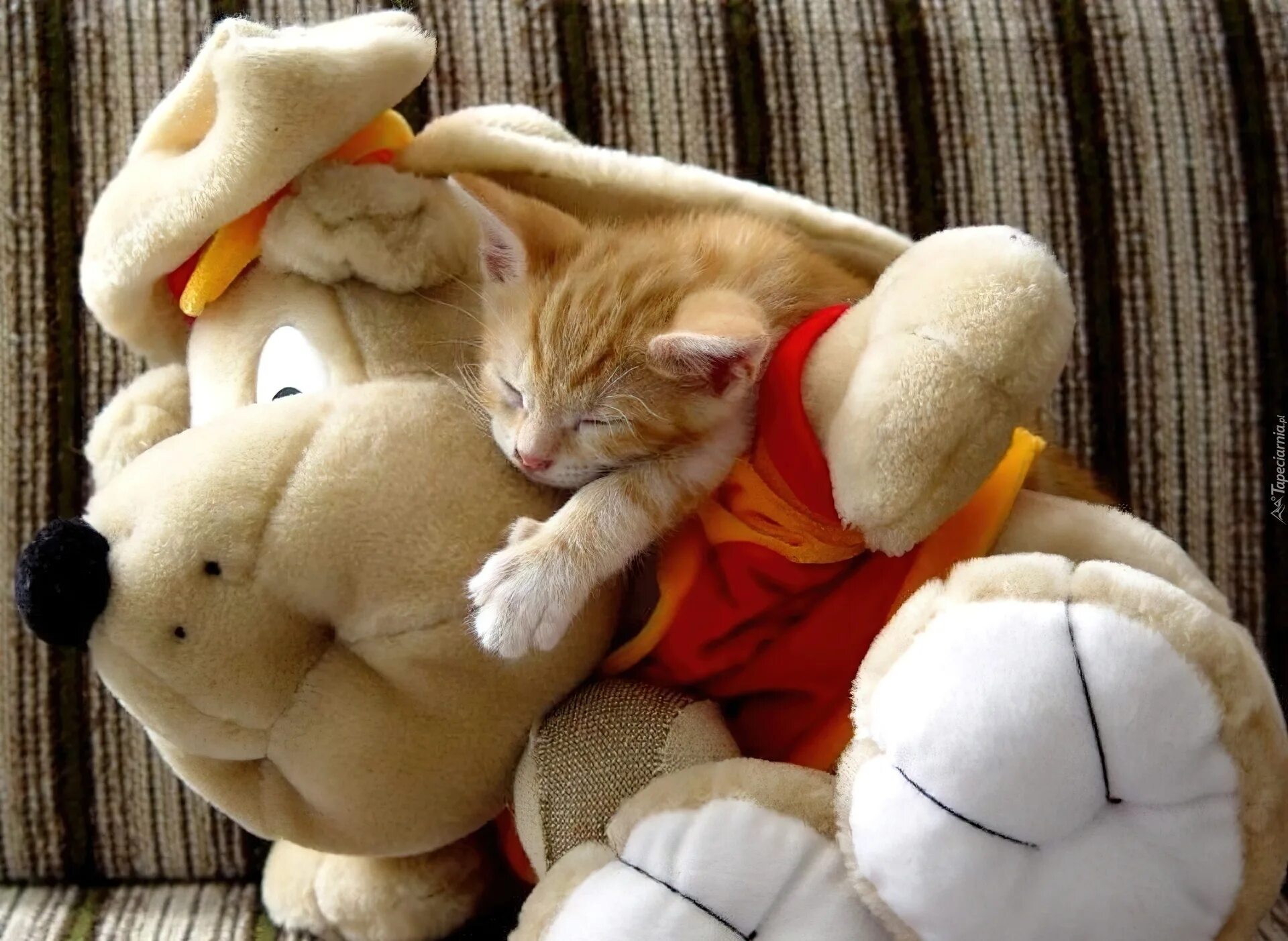 Спать с мягкой игрушкой. Игрушка котик. Мягкая игрушка «котик». Спящий котик игрушка.