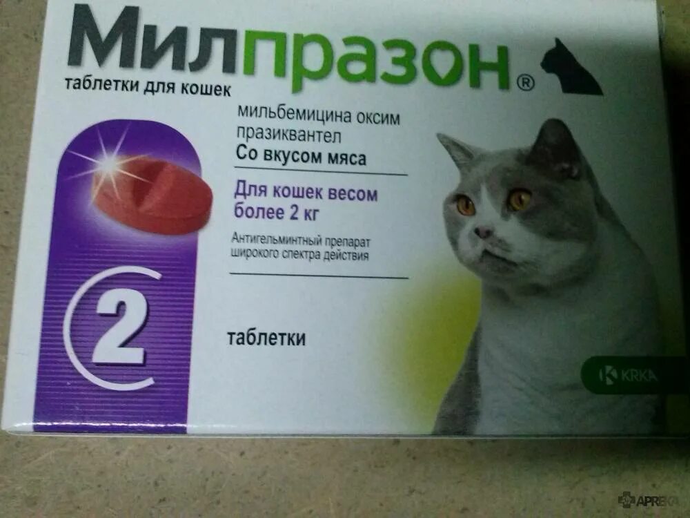 Коту обезболивающее что можно