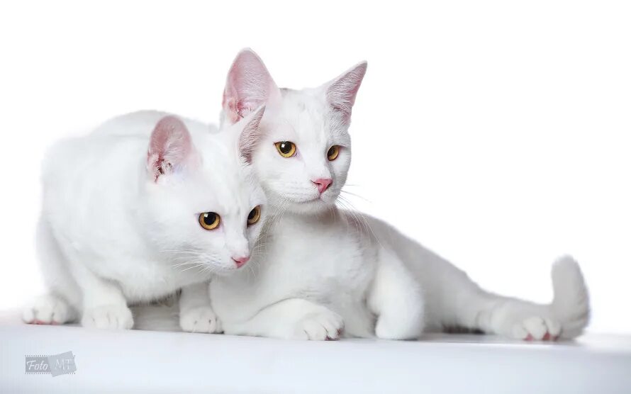 Хочу белую кошку