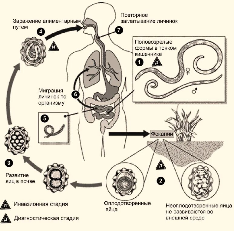 Стадия жизненного цикла червя. Жизненный цикл аскариды человеческой. Аскаридоз цикл развития аскариды человеческой. Жизненный цикл аскариды человеческой схема. Схема жизненного цикла аскариды (Ascaris lumbricoides).