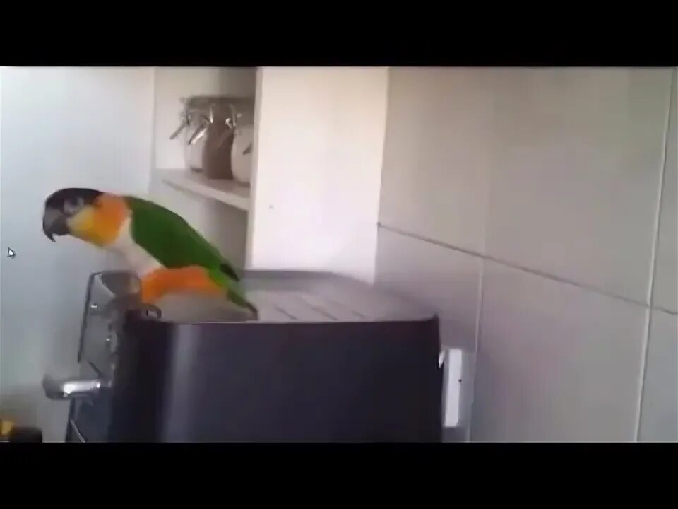 Рисованный попугай танцует под музыку желто-синего цвета в тик токе. Танцующий попугай мод бутырку. Cmd рисунки. Песня про попугая. Танцующий попугай в cmd.