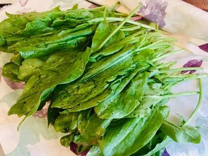 Хвоя щавель