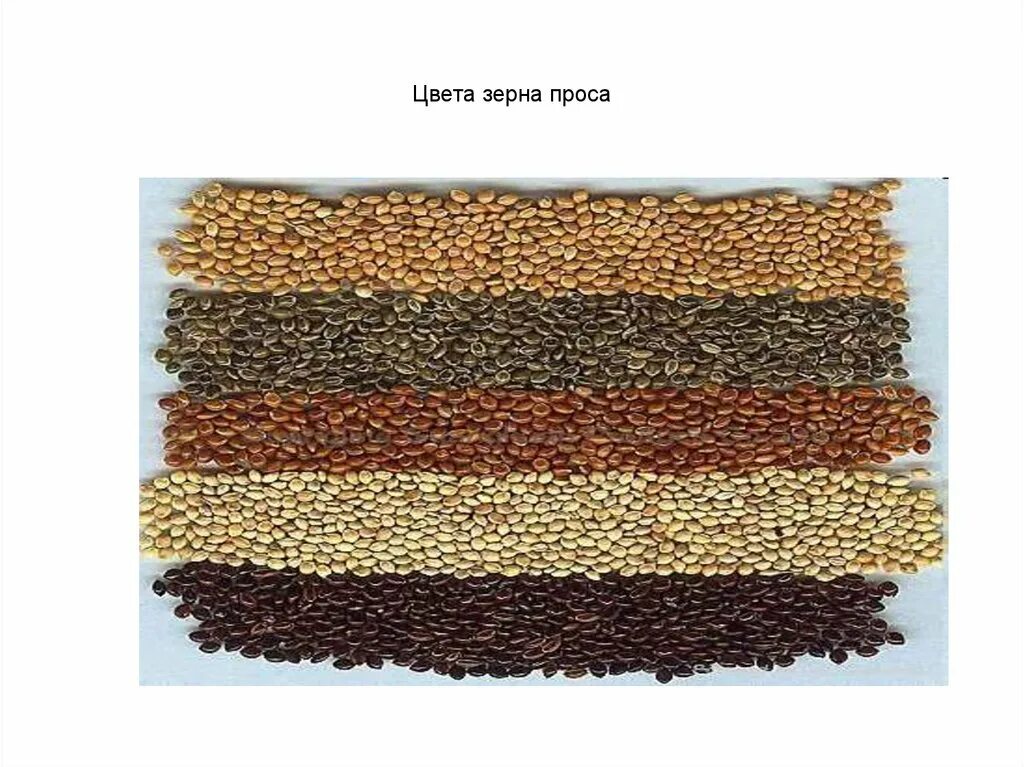 Проса размер