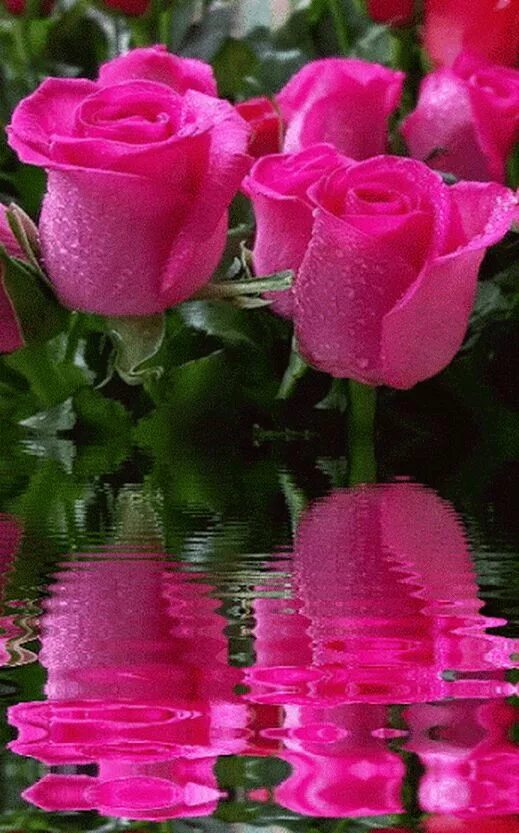 Красивый цветок картинка анимация. Красивые живые цветы. Живые розы. Очень красивые розы. Мерцающие цветы.