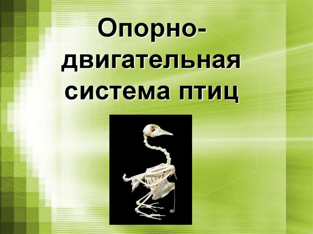 Опорная система птиц. Опорнодвигателна система птиц. опорно двигательная система птиц. опрон двингателлньое система птиц. класс птицы опорно двигательная система.