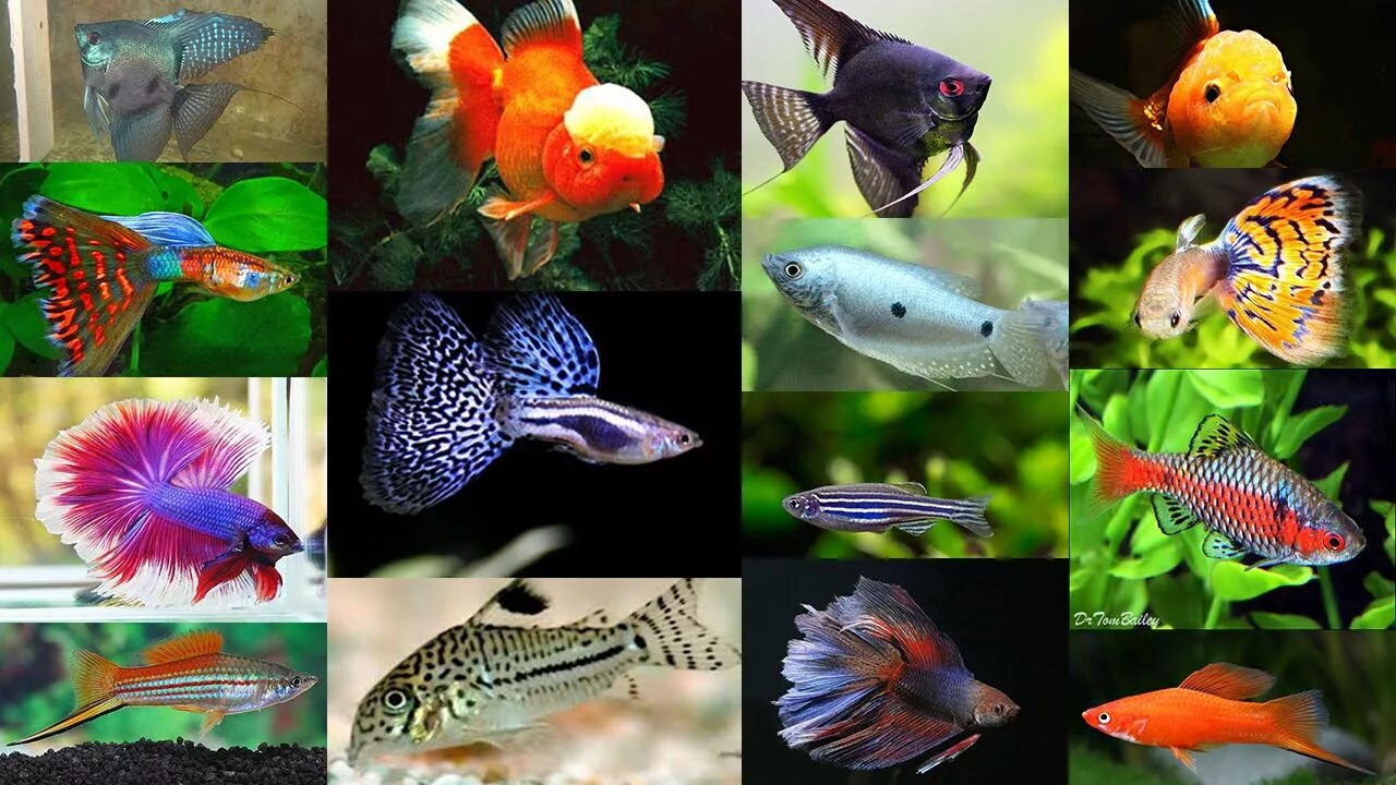 Каких рыбок выбрать. Гуппи аквариумные рыбки. Меченосцы аквариумные рыбки. Барбусы аквариумные рыбки. Вьюновые аквариумные рыбки.