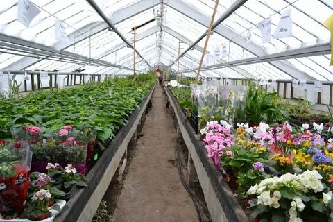 Производство рассады цветов