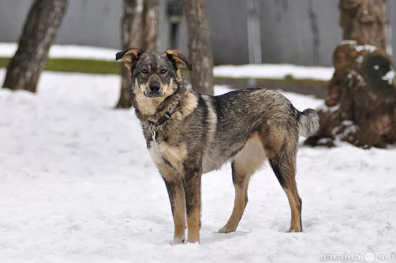 Иллюстрация к песне кошка беспородная. Мультиварик тв кошка беспородная. Дворовые коты. Детские мультики мультиварик тв. Мультики для малышей мультиварик.