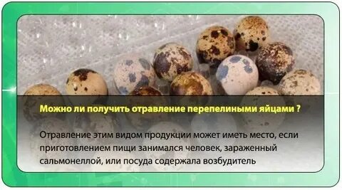 Есть ли сальмонелла в перепелиных