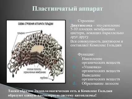Накопление синтез упаковка органических веществ