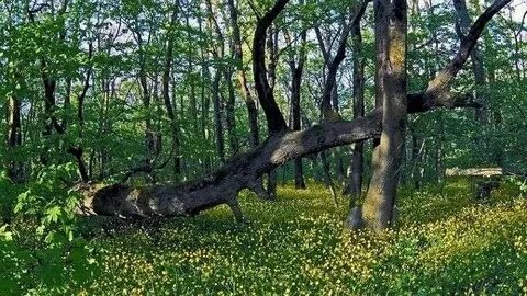 Роща в новороссийске