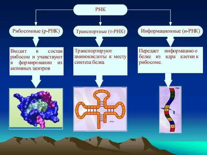 РНК информационная транспортная и рибосомная. Информационная РНК И транспортная РНК. Структура информационной РНК. Информационная РНК транспортная РНК рибосомная РНК.