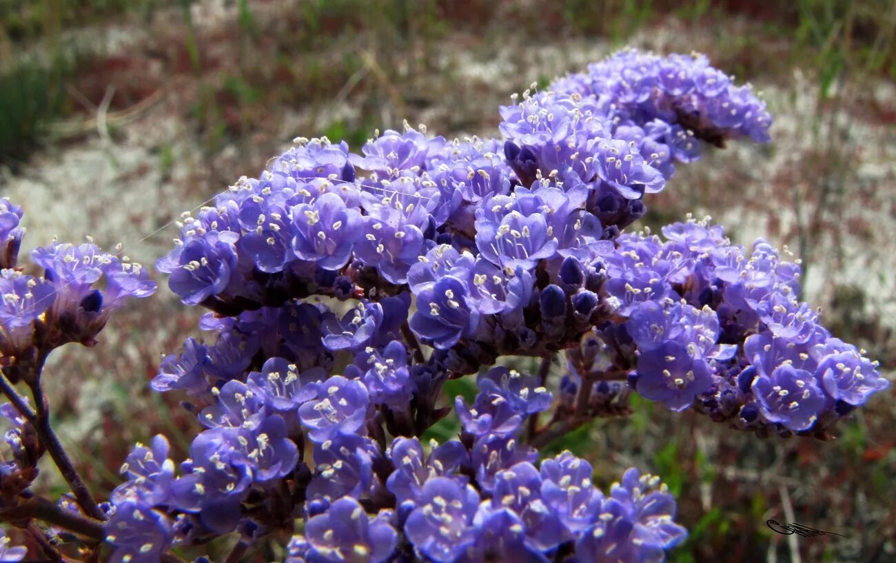 Купить кермек татарский. Кермек Гмелина. Кермек (Limonium). Кермек многолетний Гмелина. Кермек татарский многолетник.