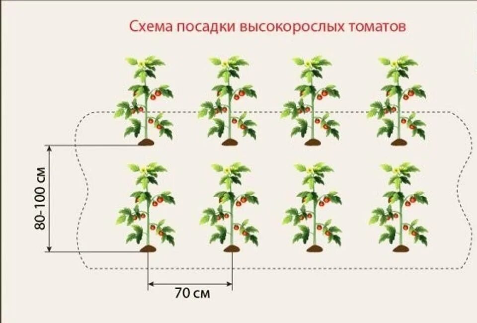 Сколько кустов томатов можно посадить. Схема посадки томатов в теплице. Схема посева томатов в теплице. Схема посадки томатов в открытый грунт. Схема посадки томатов в открытый грунт рассадой.