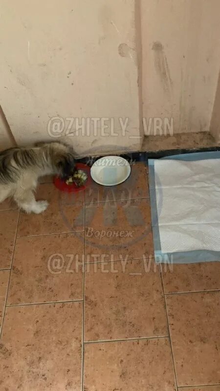 собаки живут в подъезде