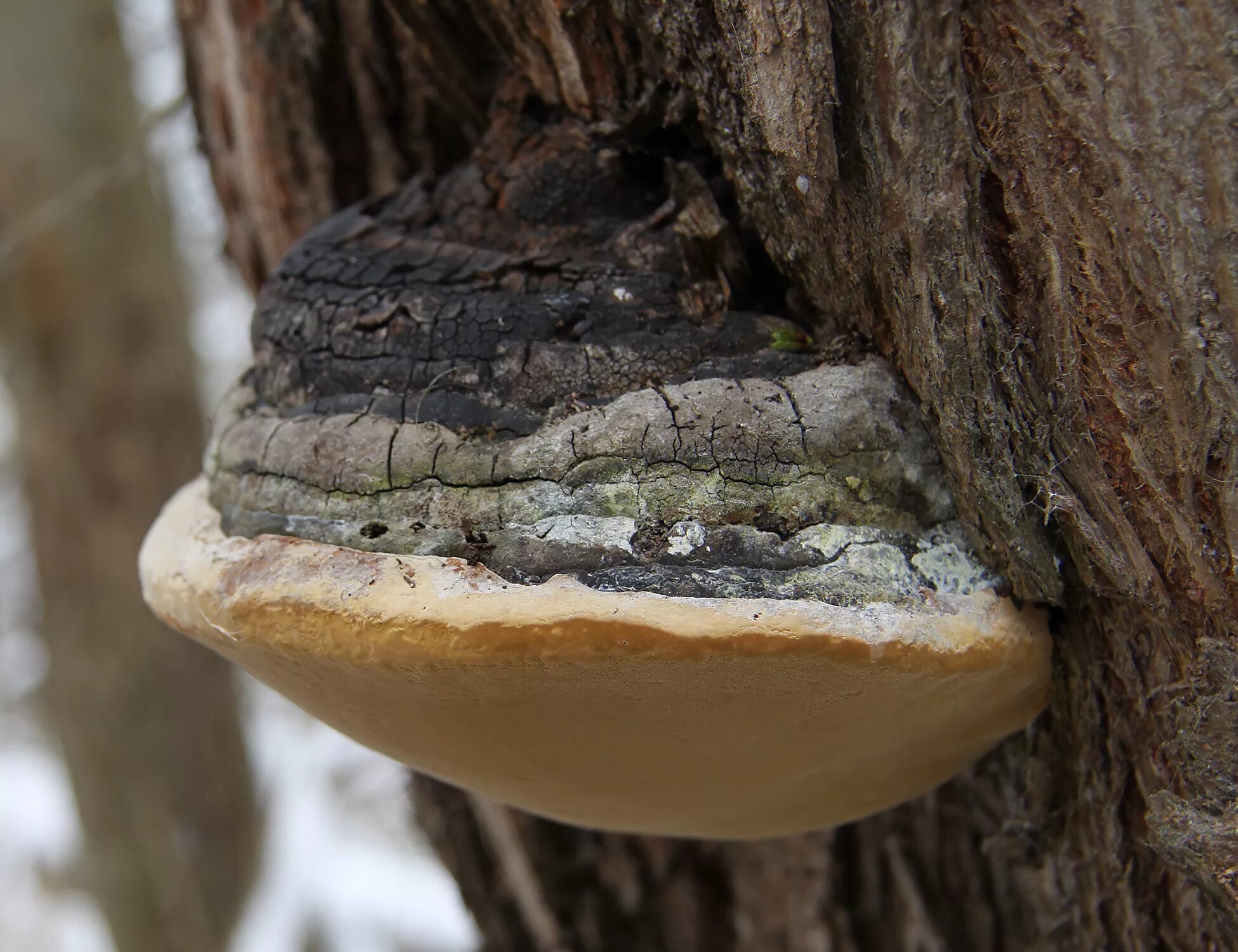 Трутовик санхван. Phellinus igniarius. Трутовик ложный. Ложный трутовик (Phellinus igniarius (l. ex fr.) Quel.). Гриб на дереве трутовик