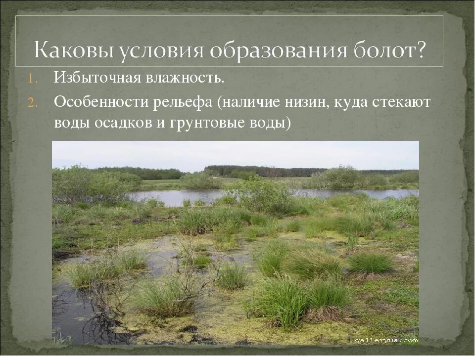 Какие условия необходимы для образования болот. Природные условия болота. презентация на тему болото. условия формирования болота. условия образования болот.